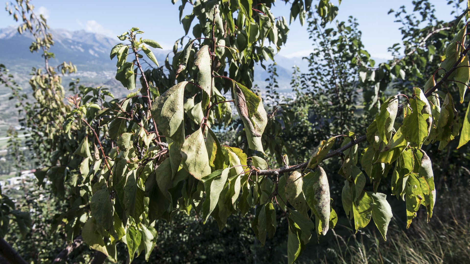 Steinobst Vergilbungskrankheit, Walliser Obstkulturen